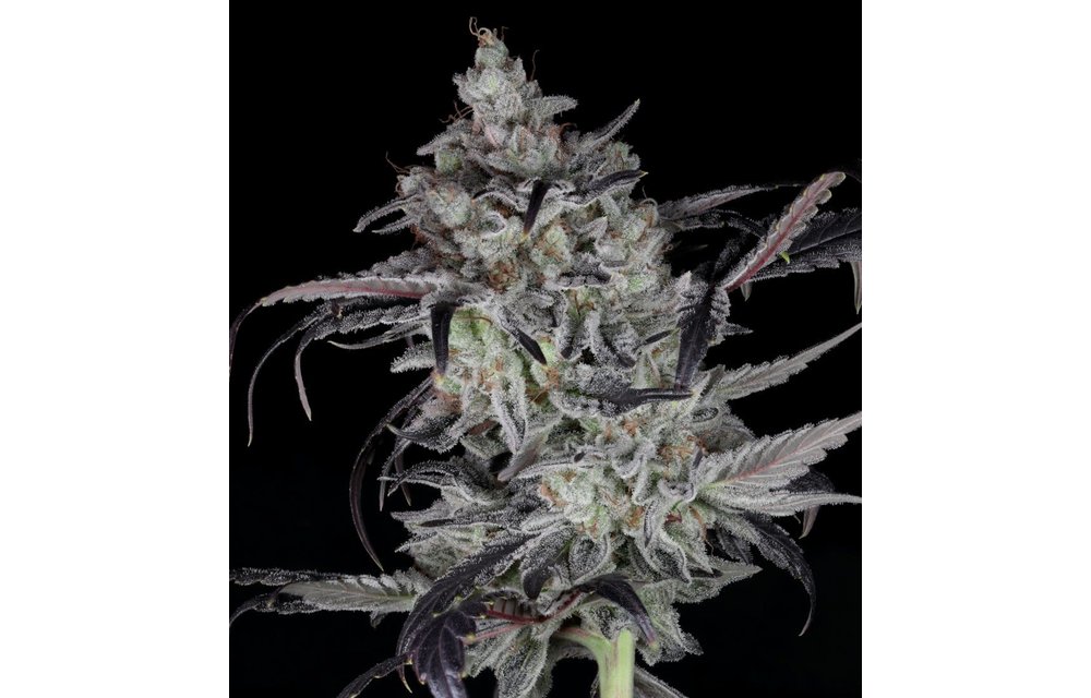 Twenty20 Mendocino Cali Couture Fem 6 pk