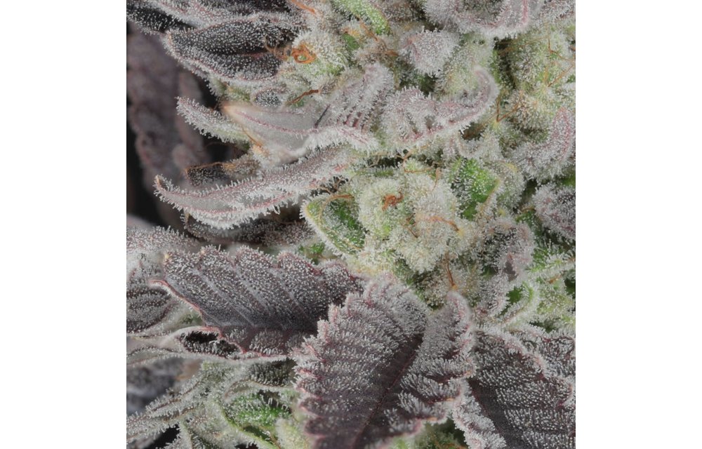 Twenty20 Mendocino Curve Breaker Fem 6 pk