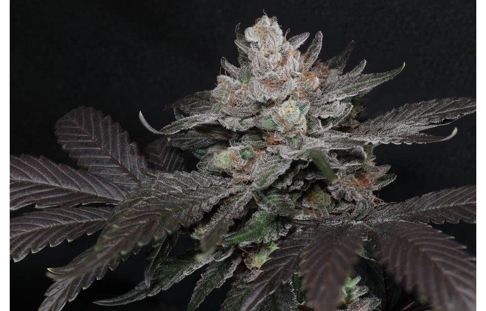 Twenty20 Mendocino Curve Breaker Fem 6 pk