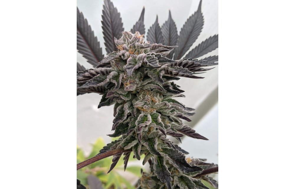 Twenty20 Mendocino Girl Crush F2 Fem 6 pk