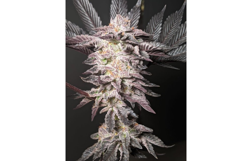 Twenty20 Mendocino Girl Crush F2 Fem 6 pk