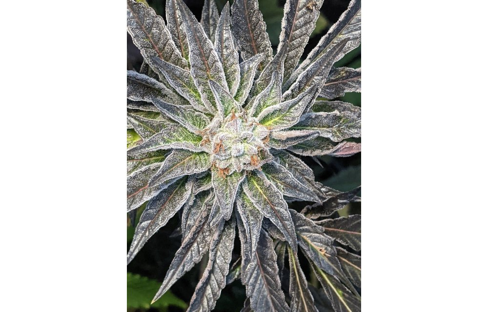 Twenty20 Mendocino Girl Crush F2 Fem 6 pk