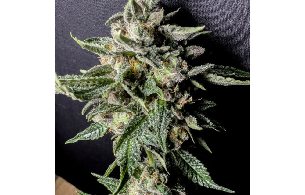 Universally Creative Genetics Honey Octane Rockz Fem 6 pk