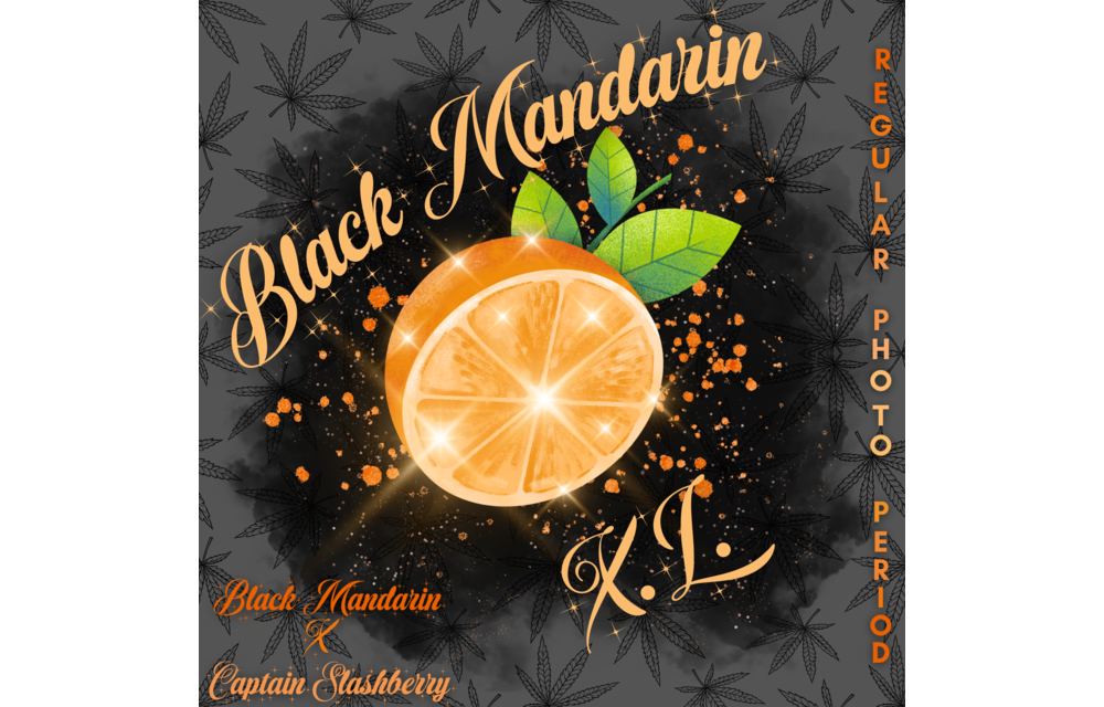 Swamp Lord Black Mandarin XL Reg 20 pk