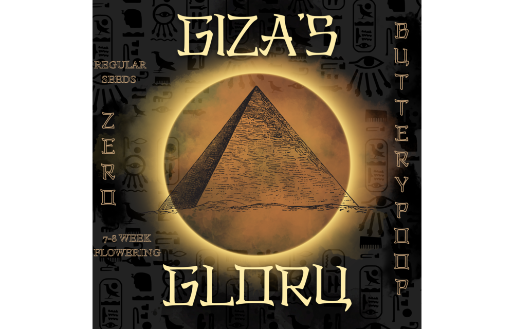 Swamp Lord Giza's Glory Reg 20 pk