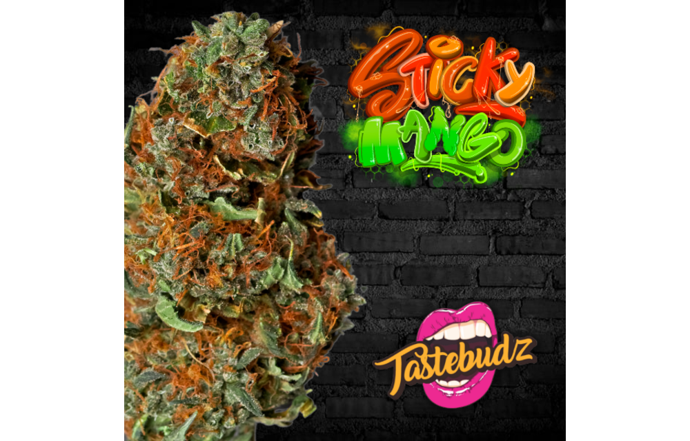 Tastebudz Sticky Mango Auto Fem 5 pk