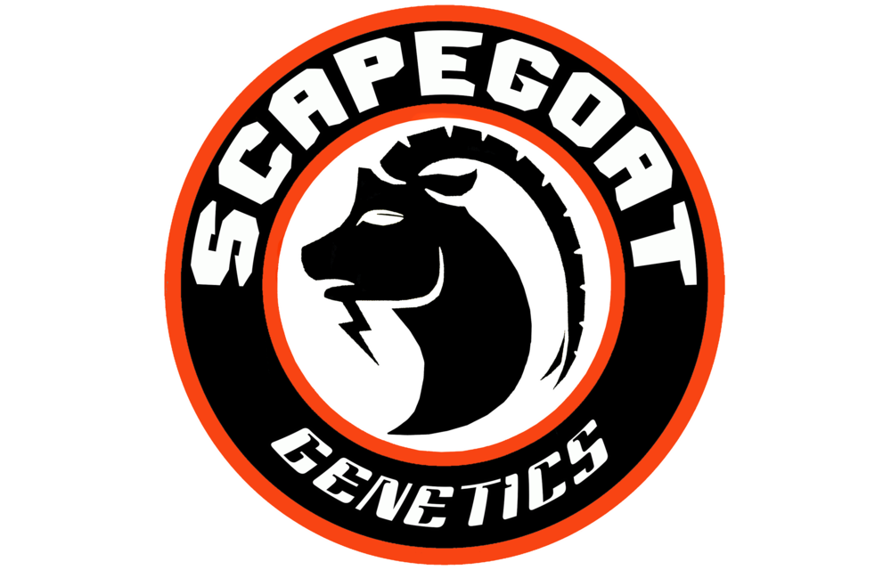 Scapegoat Chihuahua Fem 6 pk