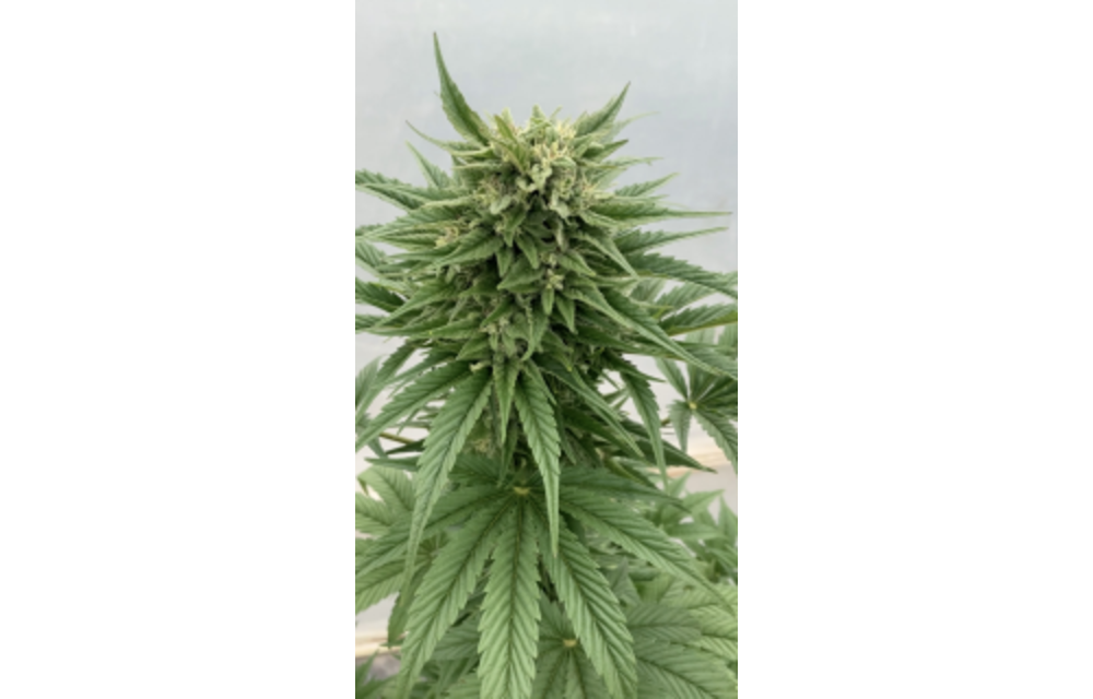 LIAA Grape Fem 3 pk
