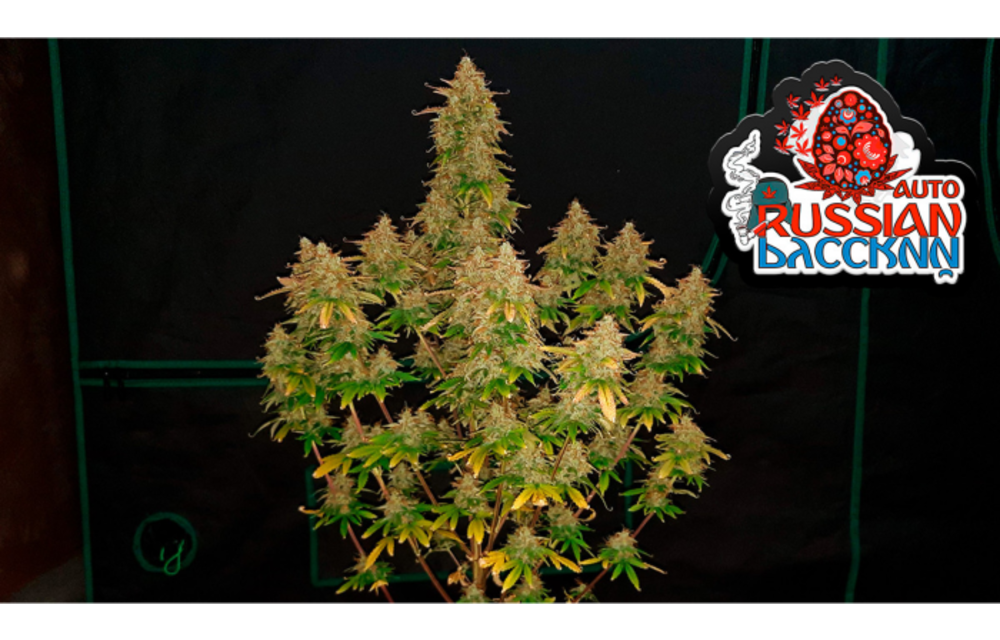 Original Auto Russian Fem 5 pk