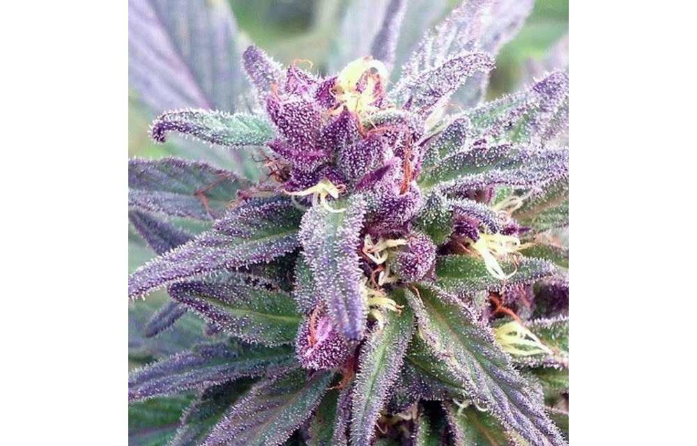 DJ Short Blueberry F5 Reg 5 pk