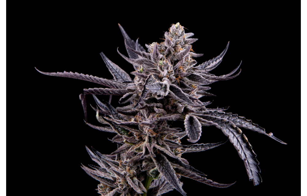 Mosca Seeds Mosca Leche Fem 6 pk