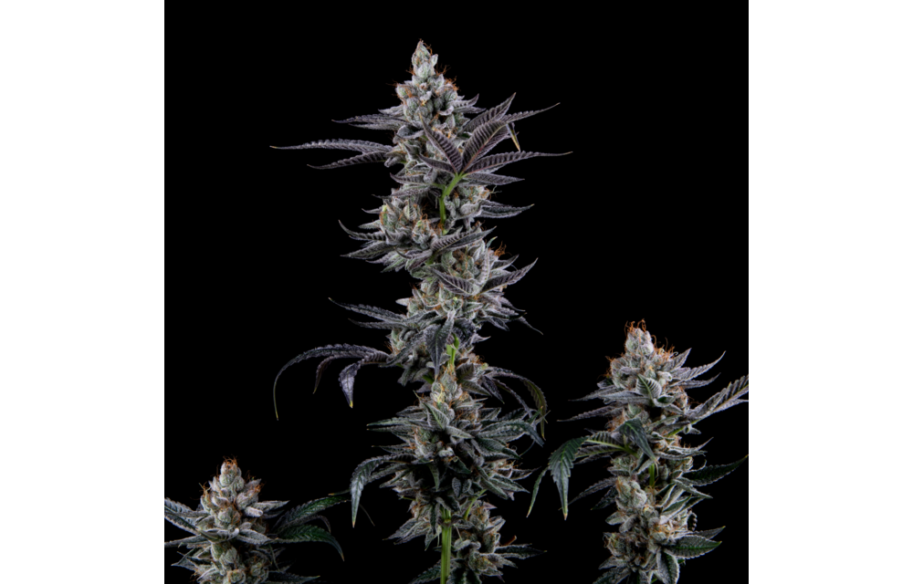 Mosca Seeds Tarta Bomba Reg 12pk