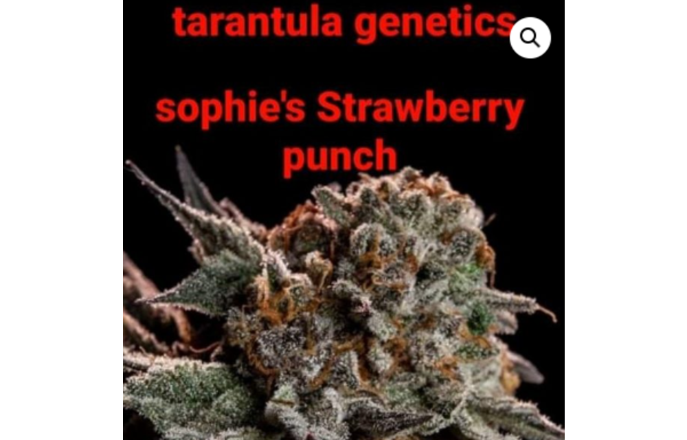 Strawberry Punch Reg 12 pk