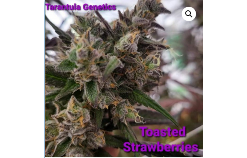 Toasted Strawberries Reg 12 pk