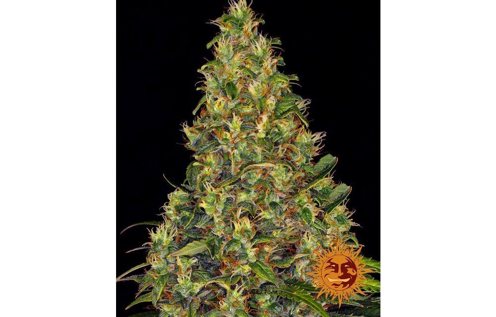 Barney's Farm Amnesia Lemon Fem