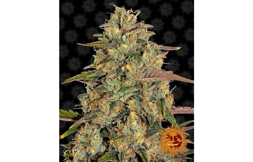 Barney's Farm Amnesia Lemon Fem