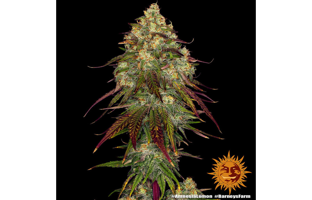 Barney's Farm Amnesia Lemon Fem