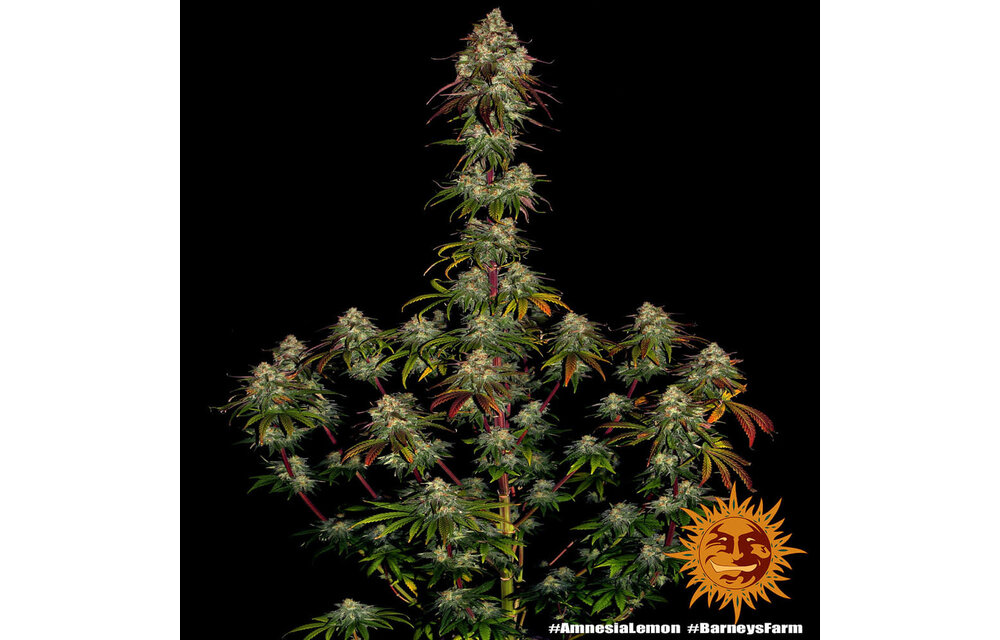 Barney's Farm Amnesia Lemon Fem