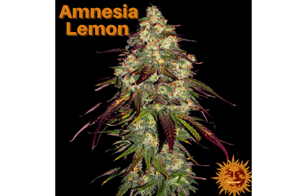 Barney's Farm Amnesia Lemon Fem