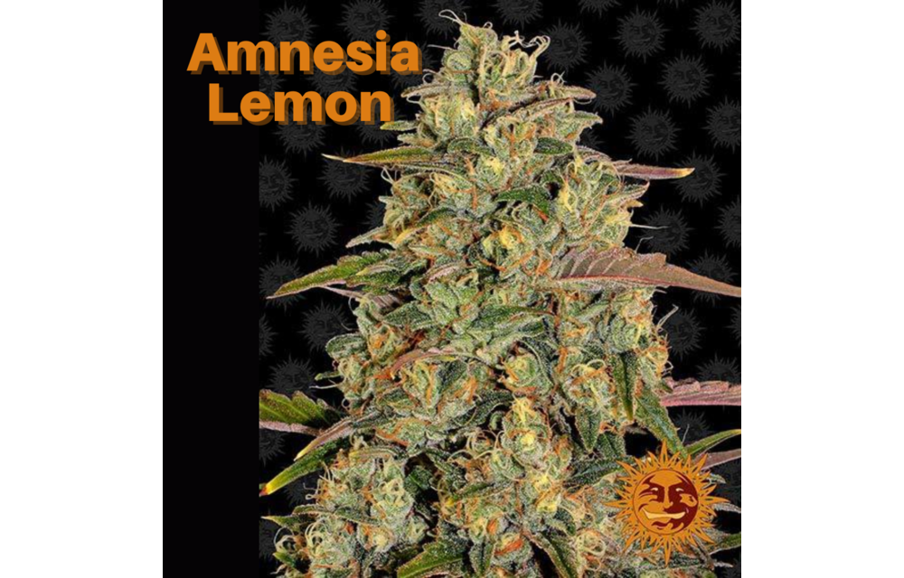 Barney's Farm Amnesia Lemon Fem