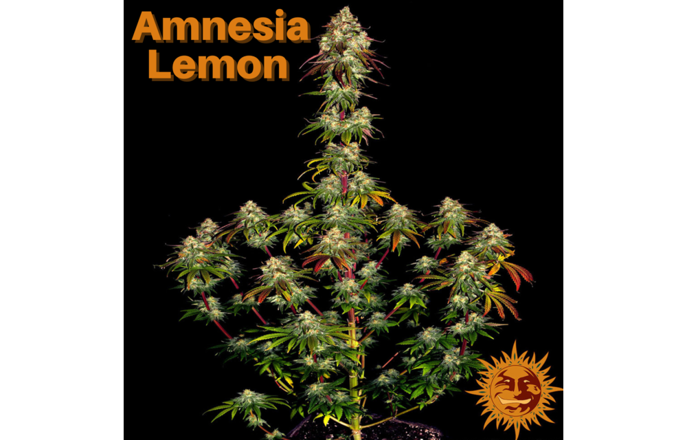 Barney's Farm Amnesia Lemon Fem