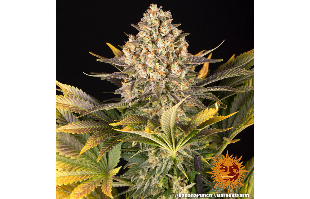 Barney's Farm Banana Punch Fem
