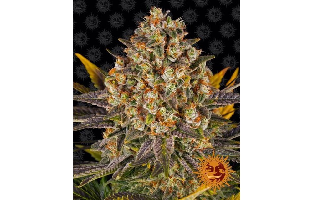 Barney's Farm Banana Punch Fem