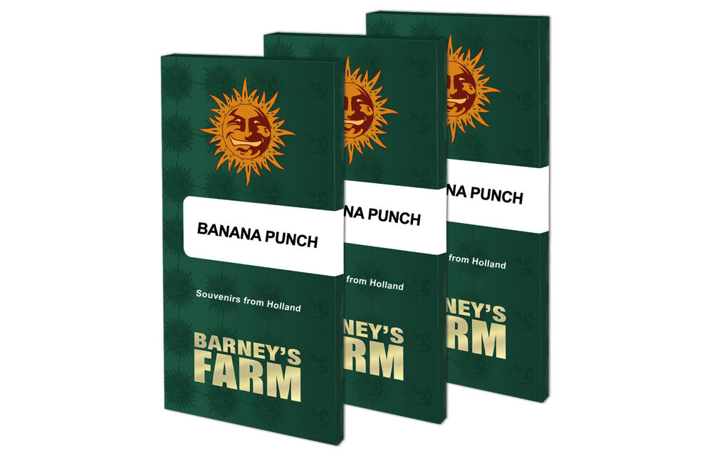 Barney's Farm Banana Punch Fem