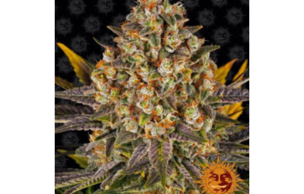 Barney's Farm Banana Punch Fem