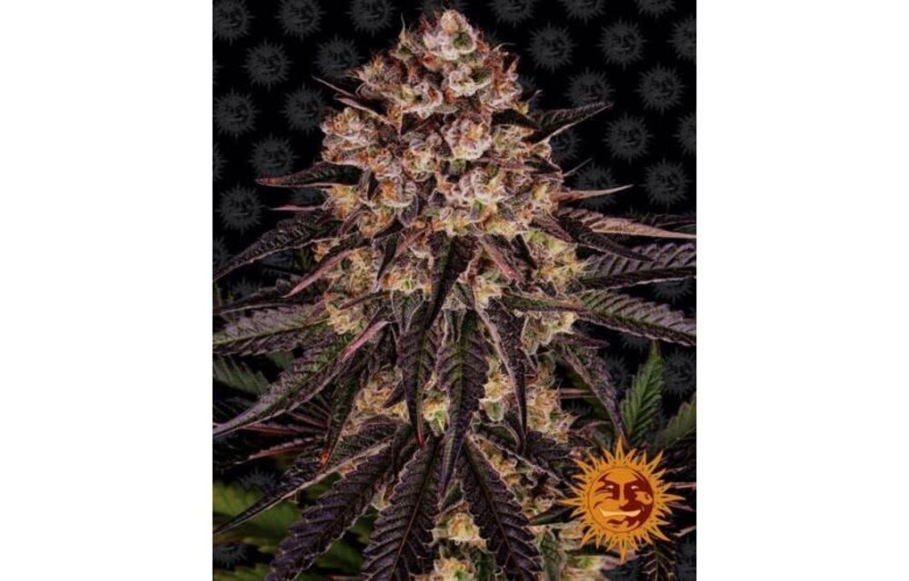 Barney's Farm Biscotti Mintz Fem