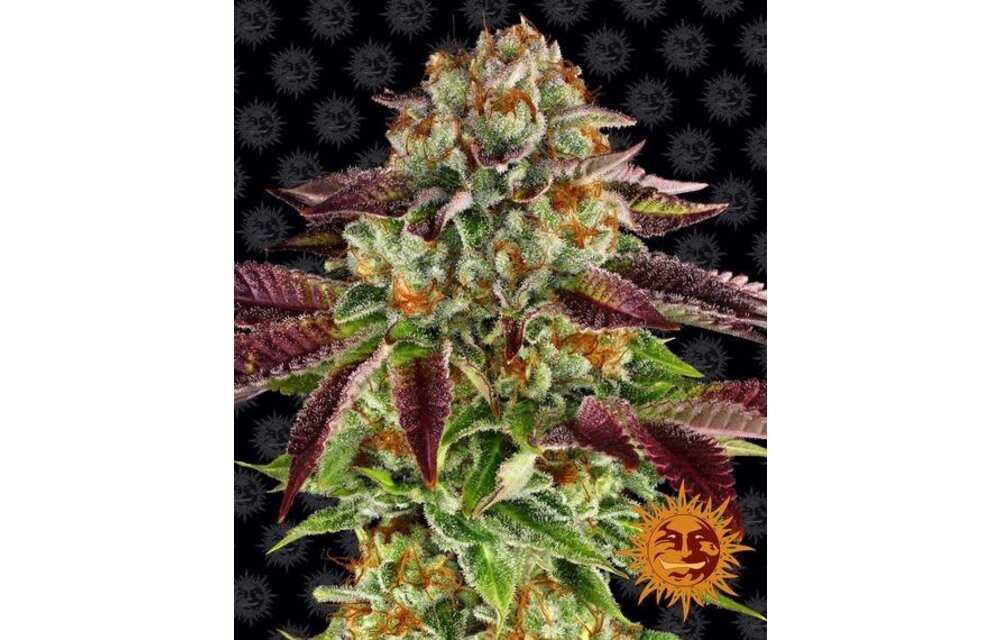 Barney's Farm Biscotti Mintz Fem