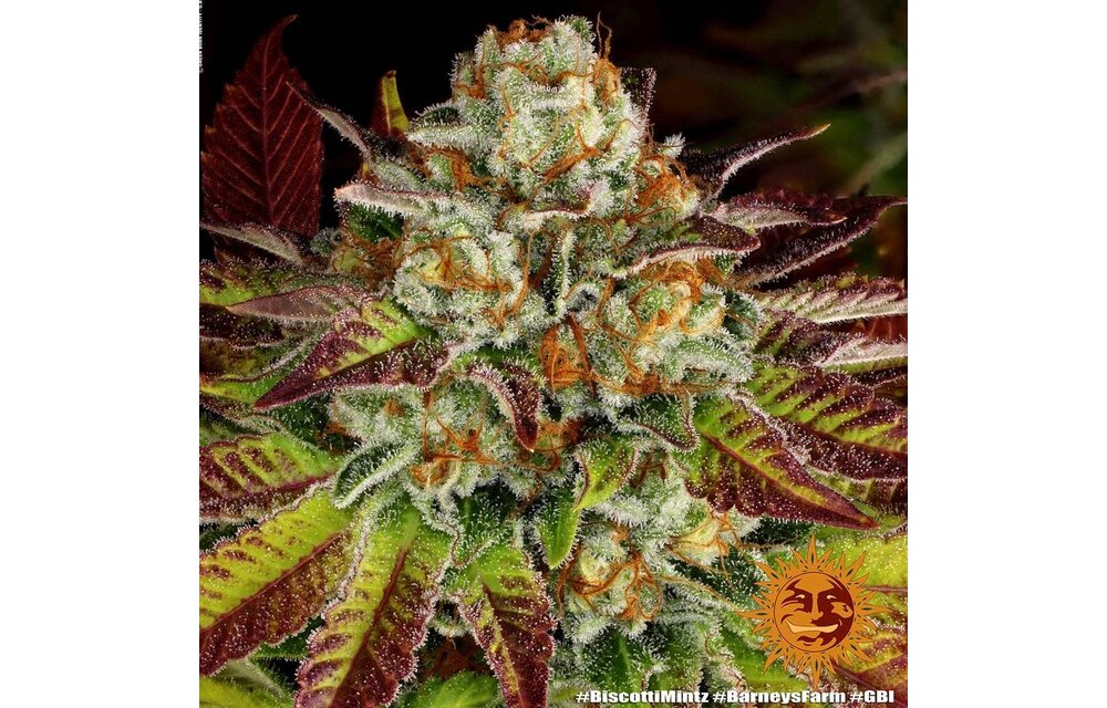 Barney's Farm Biscotti Mintz Fem