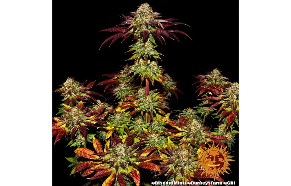Barney's Farm Biscotti Mintz Fem