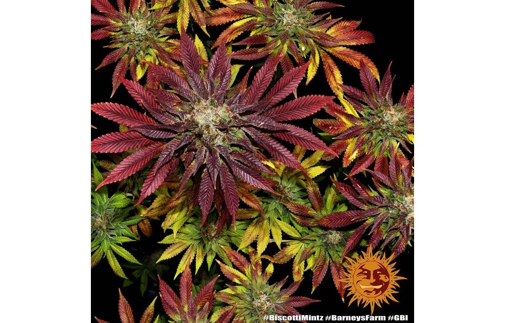 Barney's Farm Biscotti Mintz Fem