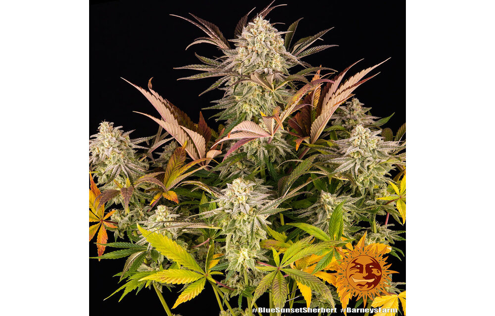 Barney's Farm Blue Sunset Sherb Fem