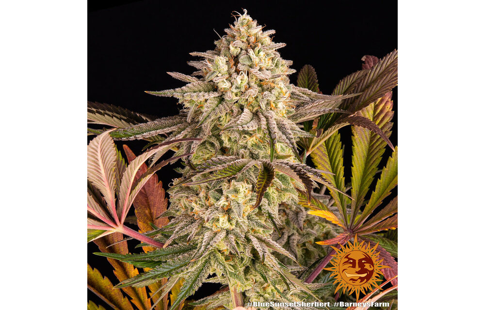 Barney's Farm Blue Sunset Sherb Fem