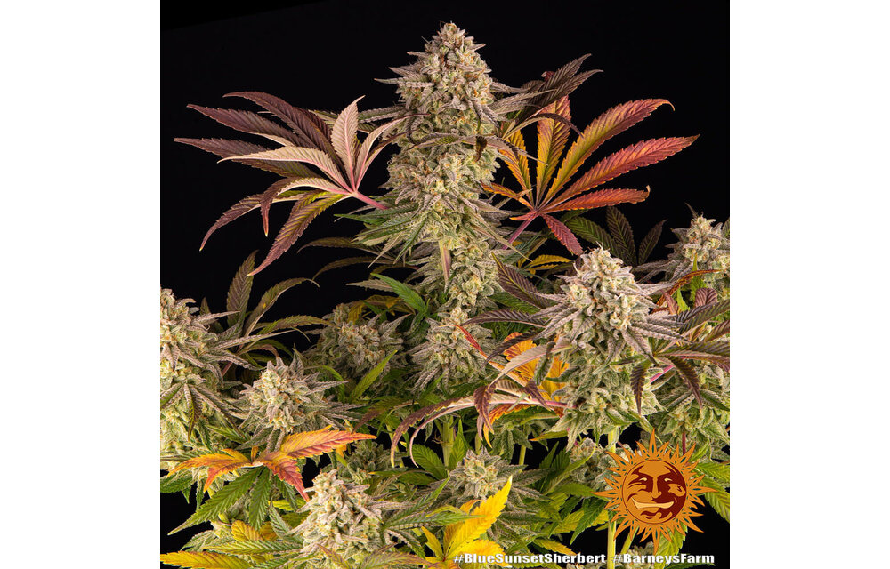 Barney's Farm Blue Sunset Sherb Fem