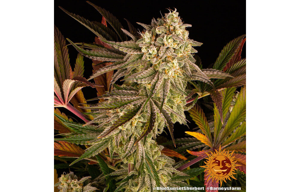 Barney's Farm Blue Sunset Sherb Fem
