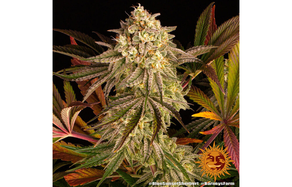 Barney's Farm Blue Sunset Sherb Fem
