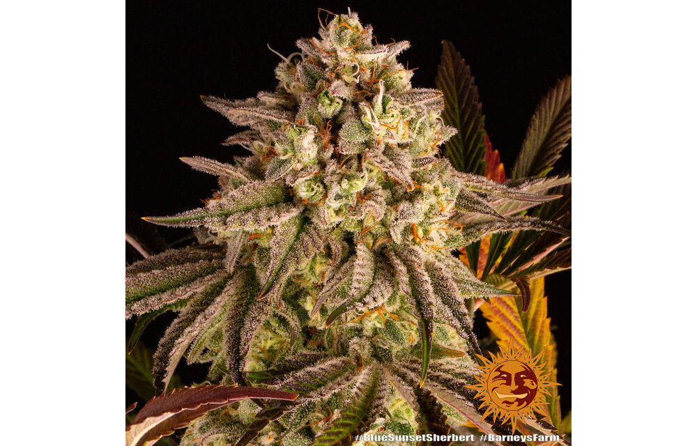 Barney's Farm Blue Sunset Sherb Fem