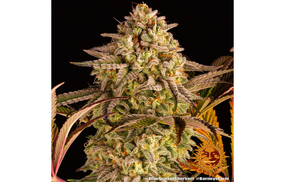 Barney's Farm Blue Sunset Sherb Fem