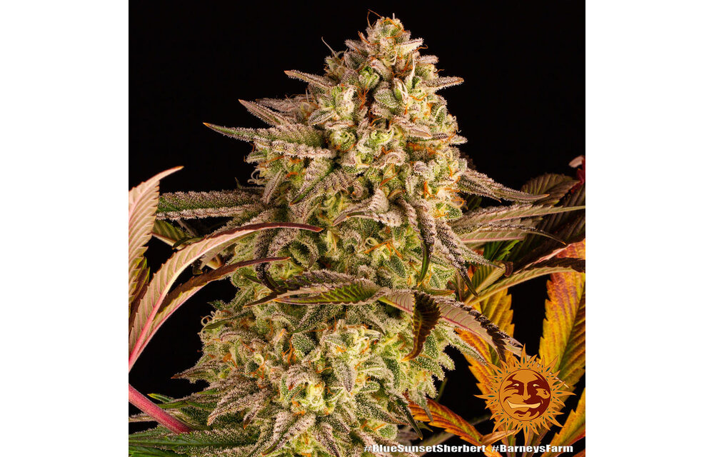 Barney's Farm Blue Sunset Sherb Fem