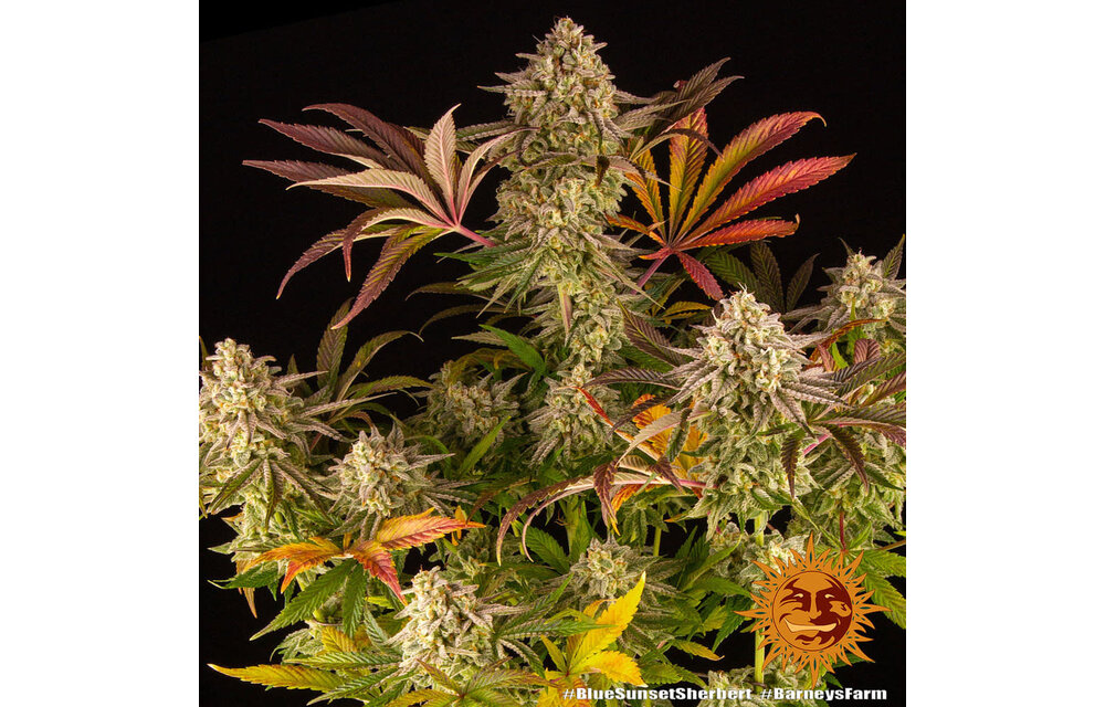 Barney's Farm Blue Sunset Sherb Fem