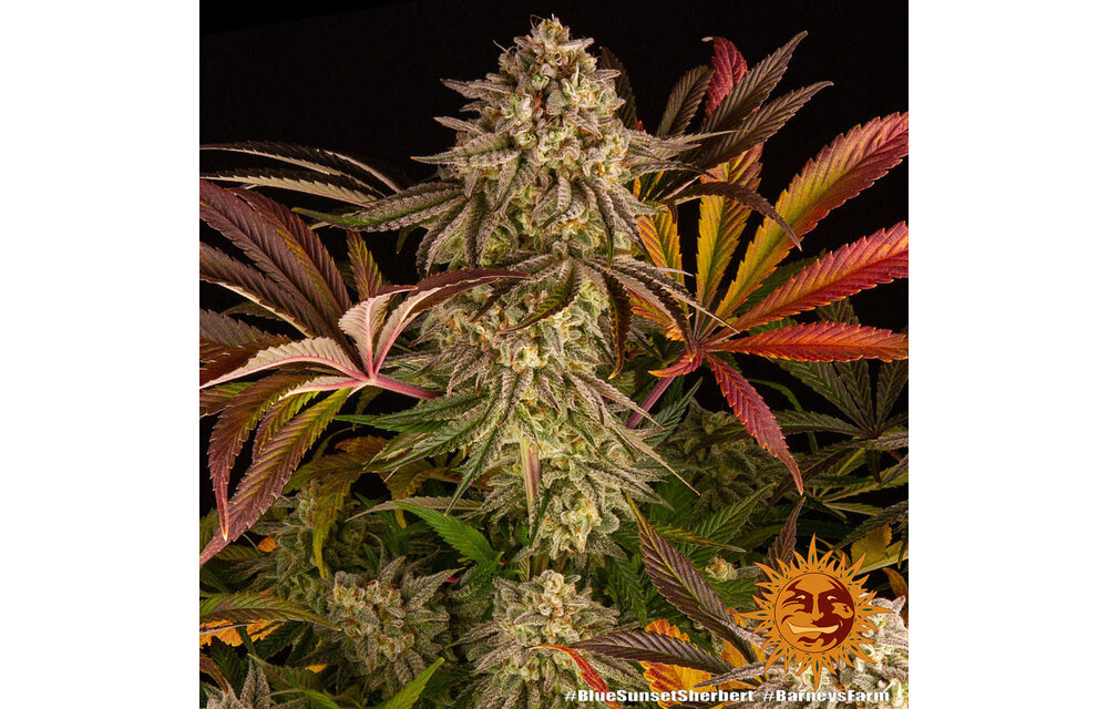 Barney's Farm Blue Sunset Sherb Fem