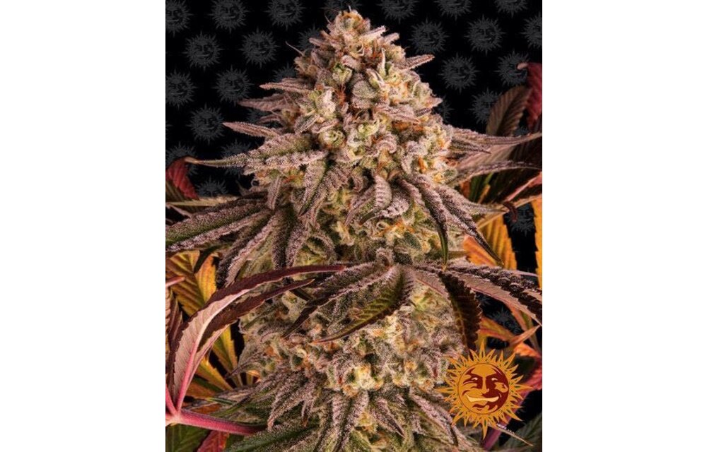 Barney's Farm Blue Sunset Sherb Fem