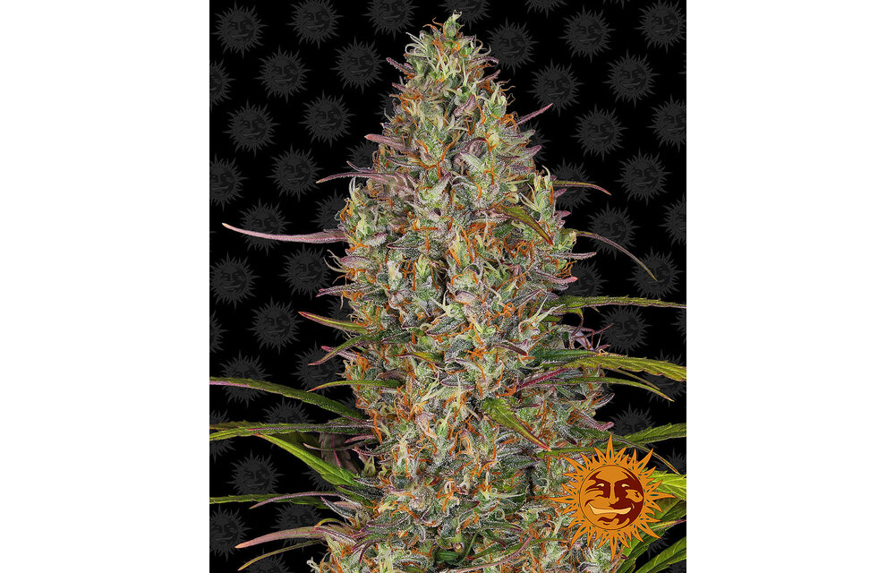 Barney's Farm Glue Gelato Auto Fem