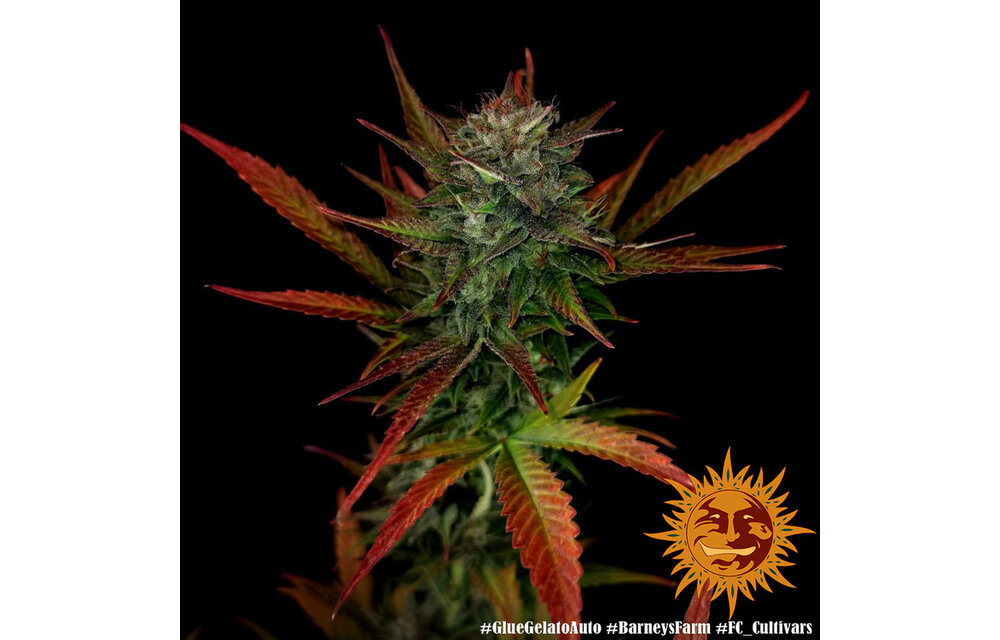 Barney's Farm Glue Gelato Auto Fem