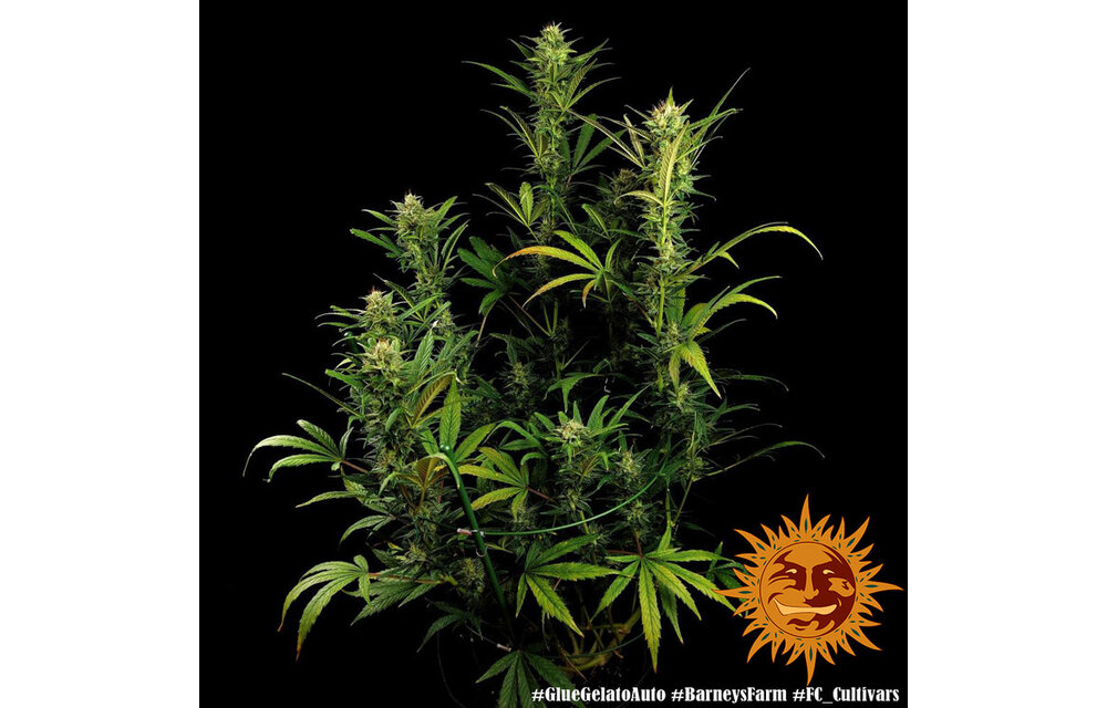 Barney's Farm Glue Gelato Auto Fem