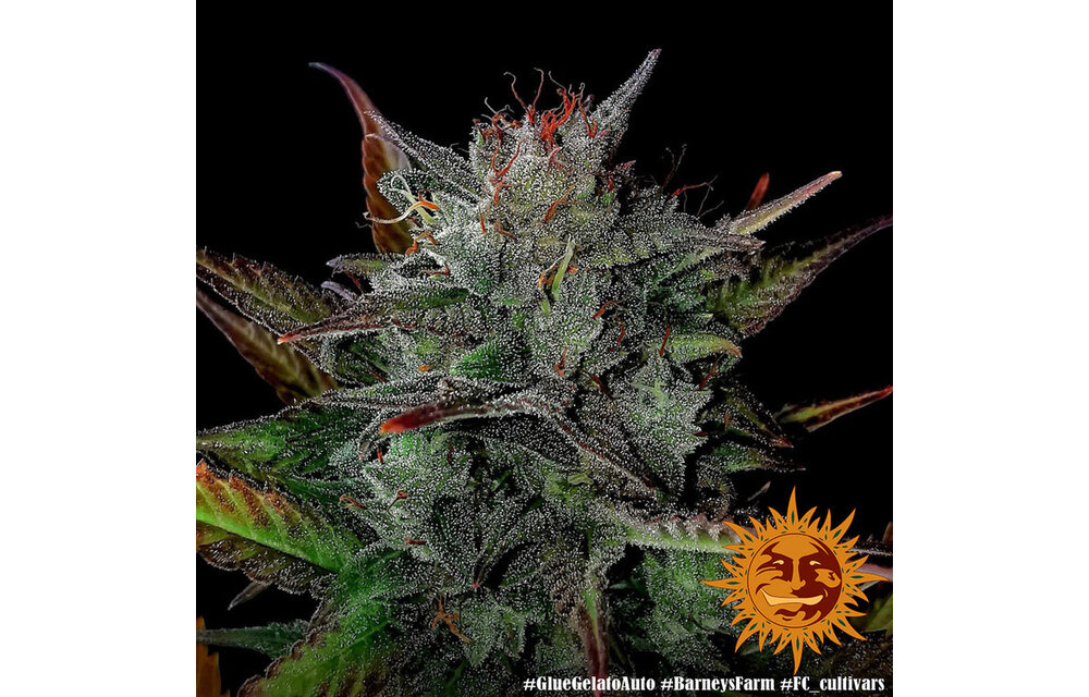 Barney's Farm Glue Gelato Auto Fem