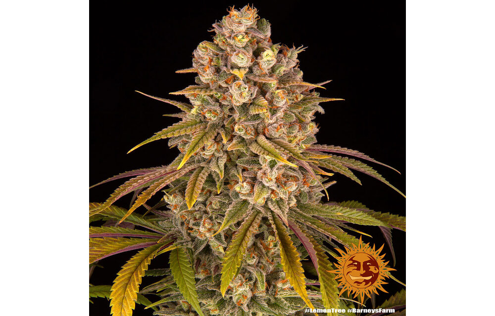 Barney's Farm Lemon Tree Fem